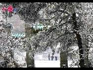 The frost, also known as 'Wusong', or rime, usually appears during winter in the areas surrounding the Songhua River. This unusual phenomenon is the result of interaction between the cold air and warm vapor from the nearby river. Beautiful rime in Jilin is regarded as one of China's four natural wonders along with the landscape of mountains and waters in Guilin, Guangxi Zhuang Autonomous Region, the Stone Forest in Yunnan province, and the Three Gorges along the Yangtze River. [Photo by Zhang Yue]