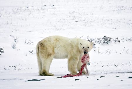 A male polar bear carries the head of a polar bear cub it killed and cannibalized in an area about 300 km (186 miles) north of the Canadian town of Churchill in this picture taken November 20, 2009.[Xinhua/Reuters]