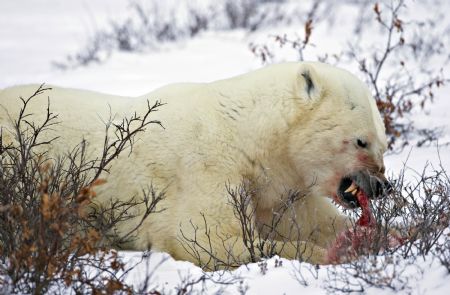 A male polar bear cannabalizes a polar bear cub in an area about 300km (186 miles) north of the Canadian town of Churchill in this picture taken November 20, 2009.[Xinhua/Reuters]