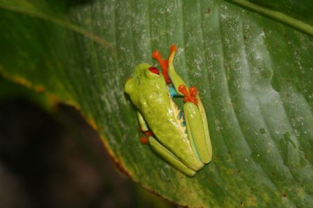 Photo taken on Dec.6, 2009 shows a colourful frog at peace waterfall park, Costa Rica.[Xinhua]