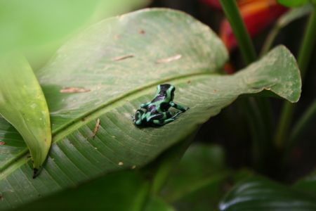 Photo taken on Dec.6, 2009 shows a colourful frog at peace waterfall park, Costa Rica.[Xinhua]