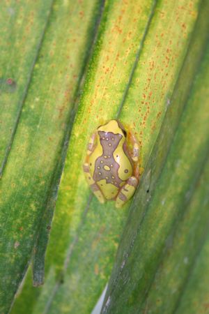 Photo taken on Dec.6, 2009 shows a colourful frog at peace waterfall park, Costa Rica.[Xinhua]