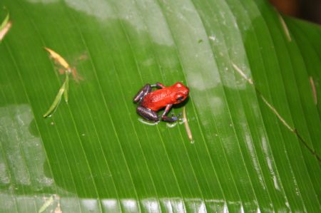 Photo taken on Dec.6, 2009 shows a colourful frog at peace waterfall park, Costa Rica.[Xinhua]