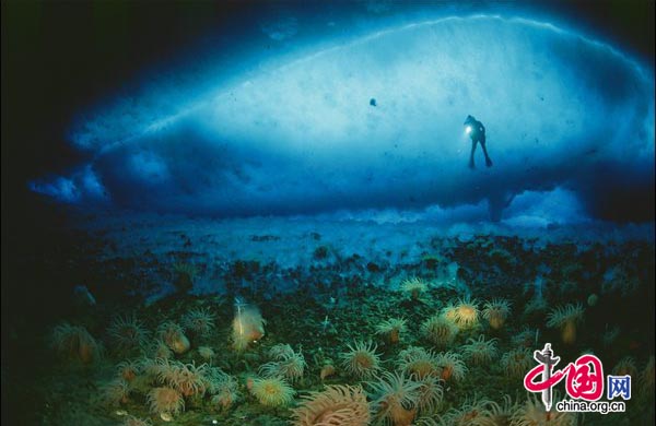 A bed of anemones, Isotealia antarctica on a volcanic slope with a crack in sea ice behind diver.[CFP]