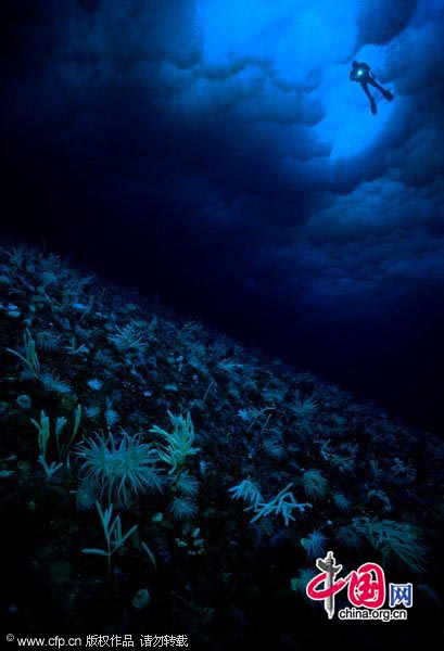 The sea floor or benthic community with a diver hanging below the sea ice.[CFP]