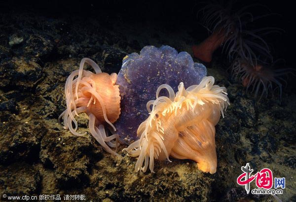 Two sea anemones, Isotealia antarctica (R) and Urcticina antarctica (L), attack and feed on a jelly or medusa.[CFP]