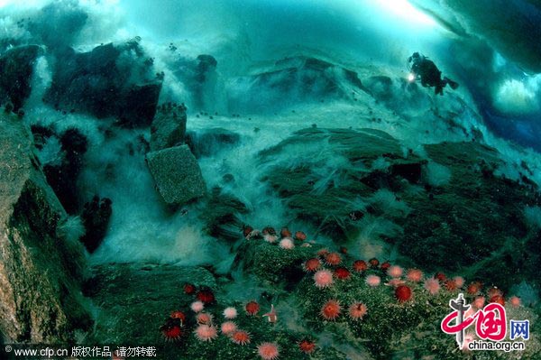 Frozen underwater waterfalls. Fresh water drips from glaciers and freezes upon contacting the sea water.[CFP]