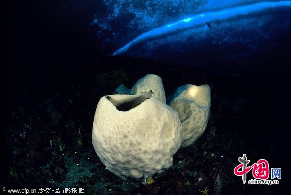 Large volcano sponges Anoxycalyx joubini.[CFP]