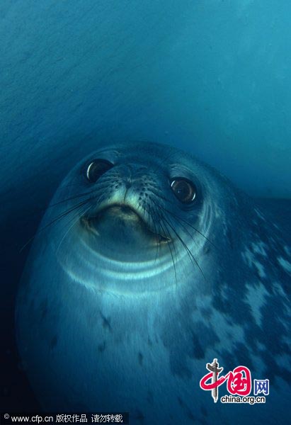 A Weddell seal in an underwater ice cave.[CFP]