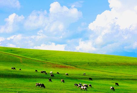 Hulunbeier Grasslands is considered as the finest pasture in China. In the summer, visitors can go horseback riding and watch horseracing and wrestling matches. Campfire parties featuring feasts of whole roasted lamb are popular. Huhenuoer Grassland and Hulun Lake are the most famous sights in Hulunbeier. The lake is teeming with fish and shrimp. Hulun is the largest lake in Inner Mongolia and one of the five largest freshwater lakes in China. 