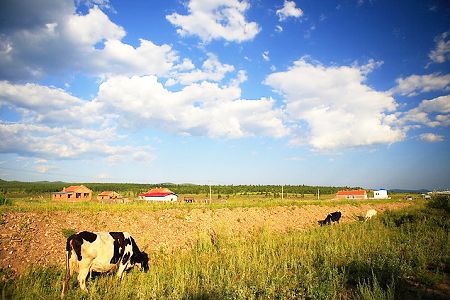 Hulunbeier Grasslands is considered as the finest pasture in China. In the summer, visitors can go horseback riding and watch horseracing and wrestling matches. Campfire parties featuring feasts of whole roasted lamb are popular. Huhenuoer Grassland and Hulun Lake are the most famous sights in Hulunbeier. The lake is teeming with fish and shrimp. Hulun is the largest lake in Inner Mongolia and one of the five largest freshwater lakes in China. 