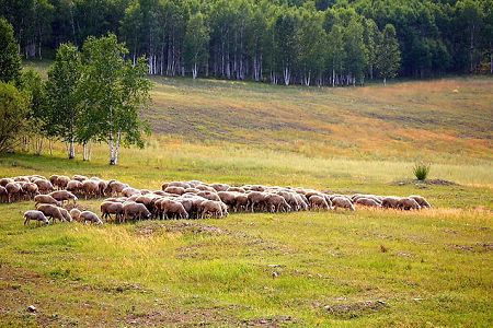 Hulunbeier Grasslands is considered as the finest pasture in China. In the summer, visitors can go horseback riding and watch horseracing and wrestling matches.