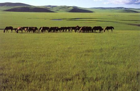 Hulunbeier Grasslands is considered as the finest pasture in China. In the summer, visitors can go horseback riding and watch horseracing and wrestling matches.