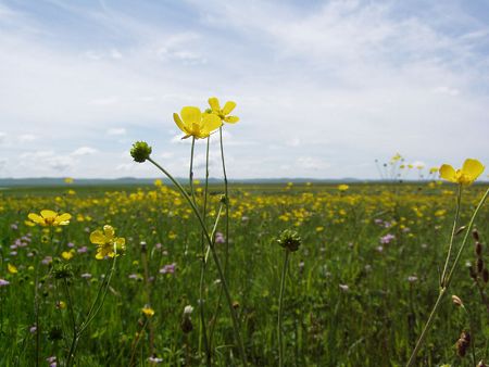 Hulunbeier Grasslands is considered as the finest pasture in China. In the summer, visitors can go horseback riding and watch horseracing and wrestling matches.