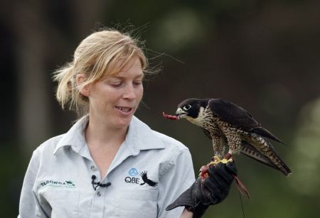 A Peregrine Falcon, who was found injured with a broken wing, eats pigeon perched on the hand of zoo trainer Erin Stone during a flying and hunting training session at Balmoral beach in Sydney December 9, 2009. After two months of veterinary treatment at Taronga zoo the peregrine falcon&apos;s wing was successfully re-aligned and the training to release it is becoming to an end.[Xinhua/Reuters]