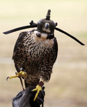 A hooded Peregrine Falcon, which was found with a broken wing, perches on a zookeeper&apos;s hand during a flying and hunting training session at Balmoral beach in Sydney December 9, 2009.[Xinhua/Reuters]