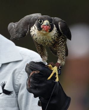 A Peregrine Falcon, who was found injured with a broken wing, eats pigeon during a flying and hunting training session at Balmoral beach in Sydney December 9, 2009.[Xinhua/Reuters]