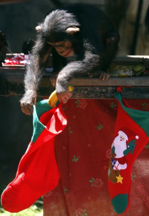 A chimpanzee takes a banana out of a Christmas sock inside a cage at Buenos Aires&apos; Zoo December 8, 2009.[Xinhua/Reuters]