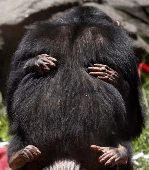 A young chimpanzee grabs onto its mother inside their cage at Buenos Aires&apos; Zoo December 8, 2009.[Xinhua/Reuters]