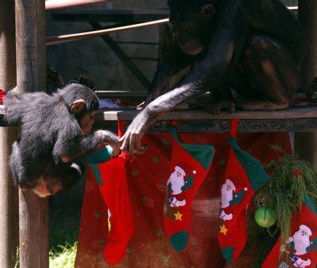 A young chimpanzee and its mother look for food inside Christmas socks at their cage at Buenos Aires&apos; Zoo December 8, 2009. [Xinhua/Reuters]