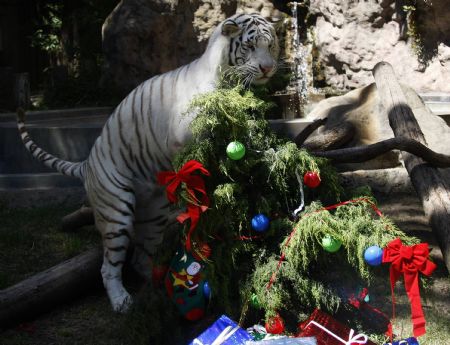 A white Bengal tiger named Betty plays with a Christmas tree inside a cage at Buenos Aires&apos; Zoo December 8, 2009. [Xinhua/Reuters]