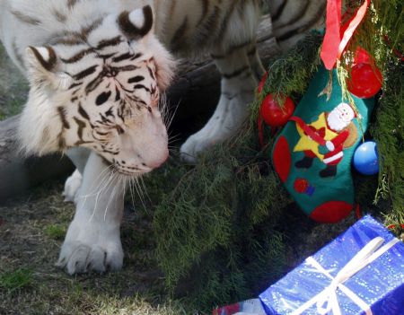 A white Bengal tiger named Betty looks at a Christmas tree inside a cage at Buenos Aires&apos; Zoo December 8, 2009.[Xinhua/Reuters]