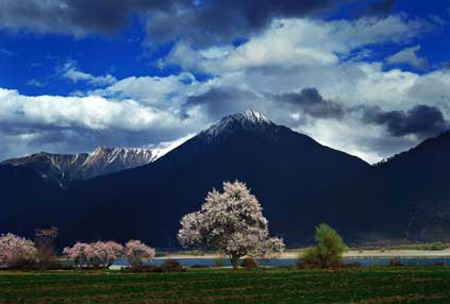 Photo shows a charming view of the landscape of southeastern Tibet's Nyingchi Prefecture, a place famous for peach blossom. (Photo Source: tibet.cn)