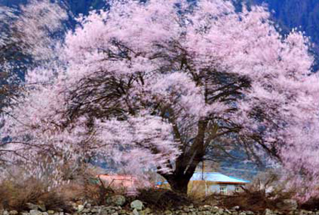 Photo shows peach trees in blossom in southeastern Tibet's Nyingchi Prefecture. (Photo Source: tibet.cn) 