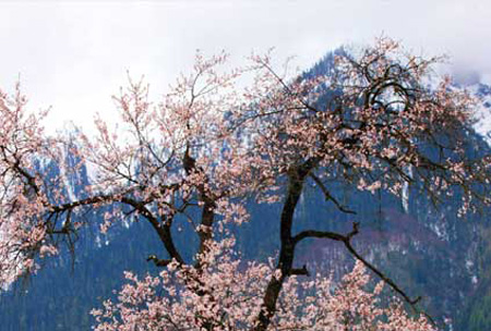 An annual Peach Blossom Festival held in March in Tibet's Nyingchi Prefecture attracts tourists from home and abroad. (Photo Source: tibet.cn)