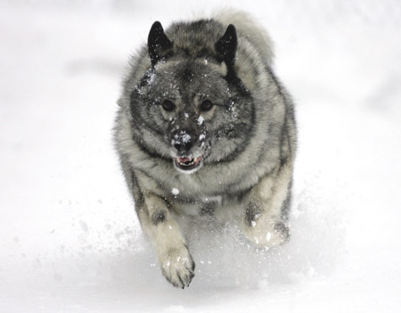 Hoopie, a Norwegian Elkhound, plays in the heavy wet snow in Waukesha, Wisconsin December 9, 2009. Much of the Midwest is forecasted to have blizzard conditions with sustained winds exceeding 35 miles per hour, and more snow falling later Wednesday.[Xinhua/Reuters]