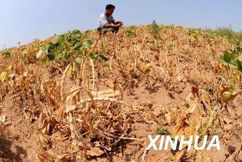 File photo: A farmer checks his dried field in Shajin Village of Fuxin City, northeast China's Liaoning Province, on August 14, 2009. The central, eastern and southern parts of Liaoning Province begin to be confronted with drought besides the severely suffered western and northern parts. [Li Gang/Xinhua]
