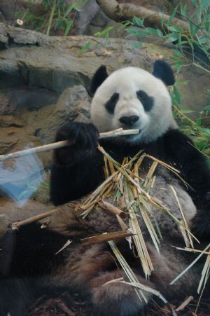 China&apos;s giant pandas Funi eats bamboos at the Bamboo Forest of Adelaide Zoo, in Adelaide, Australia, Dec. 13, 2009. China&apos;s giant pandas Wang Wang and Funi released to their new enclosure Bamboo Forest in Australia&apos;s Adelaide Zoo for the first time on Sunday. Australian Governor-General Quentin Bryce and Chinese ambassador to Australia Zhang Junsai attended the welcoming ceremony held by Adelaide zoo on Sunday. [Cao Yang/Xinhua]