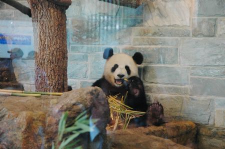 China&apos;s giant pandas Wang Wang eats bamboos at the Bamboo Forest of Adelaide Zoo, in Adelaide, Australia, Dec. 13, 2009. China&apos;s giant pandas Wang Wang and Funi released to their new enclosure Bamboo Forest in Australia&apos;s Adelaide Zoo for the first time on Sunday. Australian Governor-General Quentin Bryce and Chinese ambassador to Australia Zhang Junsai attended the welcoming ceremony held by Adelaide zoo on Sunday. [Cao Yang/Xinhua]