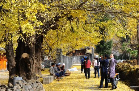 Tourists enjoy beautiful scenery beside ginkgo trees in Gudong Township of Tengchong County, southwest China's Yunnan Province, Dec. 8, 2009. Gudong, an ancient town with a history of over 1,000 years, attracts more and more tourists to come and view 30,000 ginkgo trees. (Xinhua/Chen Haining) 