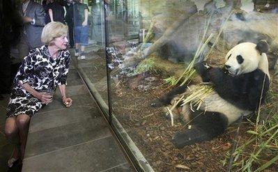 In this photo supplied by Adelaide Zoo, Australia&apos;s Governor General Quentin Bryce observes male giant panda Wang Wang after the official opening of the panda exhibit at the Adelaide Zoo, Australia, on Sunday, Dec. 13, 2009. [CCTV/AP Photo] 