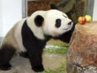 Pandas debut at Adelaide Zoo