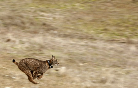 An Iberian lynx runs after being released in Villafranca de Cordoba, southern Spain December 14, 2009. The Andalusia regional environment ministry delivers an experimental reintroduction of the Iberian lynx for a programme aimed at breeding the animal in captivity. [Xinhua/Reuters]