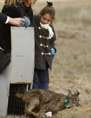 An Iberian lynx runs after being released from a cage in Villafranca de Cordoba, southern Spain December 14, 2009. The Andalusia regional environment ministry delivers an experimental reintroduction of the Iberian lynx for a programme aimed at breeding the animal in captivity. [Xinhua/Reuters]