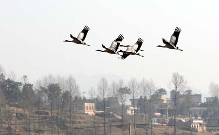 A flock of migratory birds hover over Caohai Lake in Weining, southwest China's Guizhou Province, Dec. 12, 2009. Visitors and photographers from all around China is attracted to the 45-sq-km lake as is held at the water venue at 2,200 meters above the sea level that serves as a winter habitat for over 100,000 migratory birds of 200 plus specie including over 1,000 black-necked cranes. (Xinhua/Qin Gang.(Xinhua/Qin Gang) 