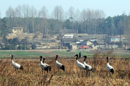 A flock of various species of rare migratory birds hover over Caohai Lake in Weining, southwest China's Guizhou Province, Dec. 12, 2009.(Xinhua/Qin Gang) 