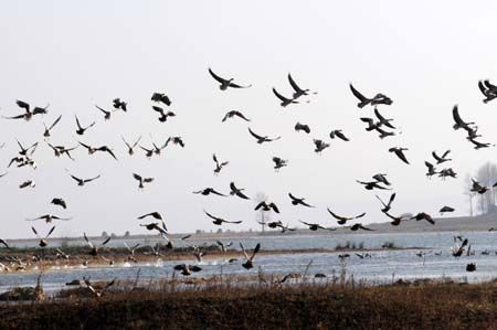 A bevy of black-necked cranes, a rare species on the verge of extinction, stalk on the grassland by Caohai Lake in Weining, southwest China's Guizhou Province, Dec. 12, 2009.(Xinhua/Qin Gang) 