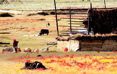 Undated photo shows the enchanting view of Shangri-la County, Diqing Tibetan Autonomous Prefecture, southwest China's Yunnan Province. (Photo: tibet.cn) 