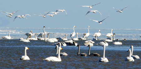 Swans fly over and rest on Qinghai Lake, China's northwest Qinghai Province, Dec. 5, 2009. (Xinhua/Hou Deqiang)