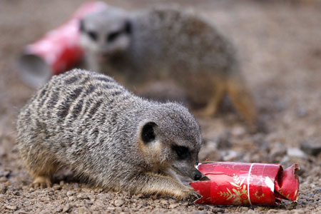 Meerkats hunt for treats hidden inside Christmas crackers in their enclosure at the London Zoo, in London December 17, 2009. 