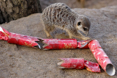 A meerkat hunts for a treat hidden inside a Christmas cracker in its enclosure at the London Zoo, in London December 17, 2009. 