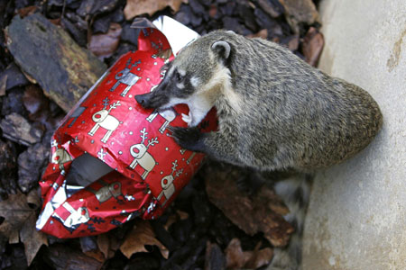 A ring-tailed coati hunts for a treat hidden inside a Christmas cracker in its enclosure at the London Zoo, in London December 17, 2009.