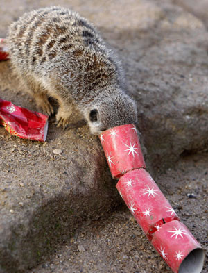 A meerkat hunts for a treat hidden inside a Christmas cracker in an enclosure at the London Zoo, in London December 17, 2009.