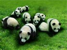 Shanghai Expo to show baby pandas