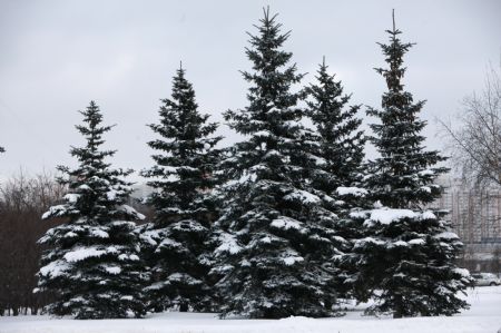 Pinetrees are covered with snow in Moscow, capital of Russia, Dec. 21, 2009. An overnight snowstorm with a snowfall of over 20 centimeters in some area hit Moscow, causing traffic jams. (Xinhua/Lu Jinbo)