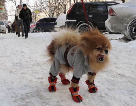 A dog dressed in an overcoat waits as her owner chats with friends in central Kiev.